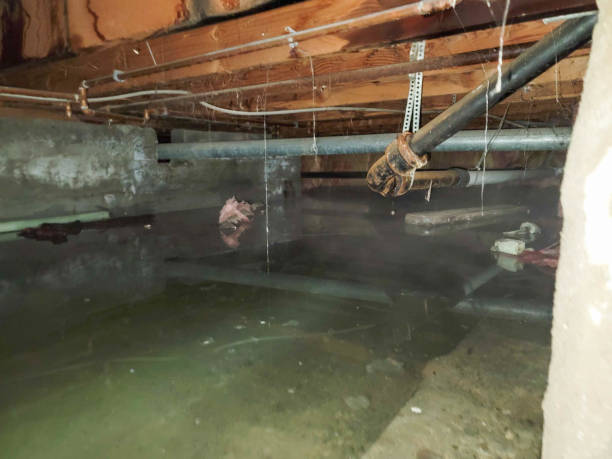 Best Local water damage restoration  in Nocona, TX